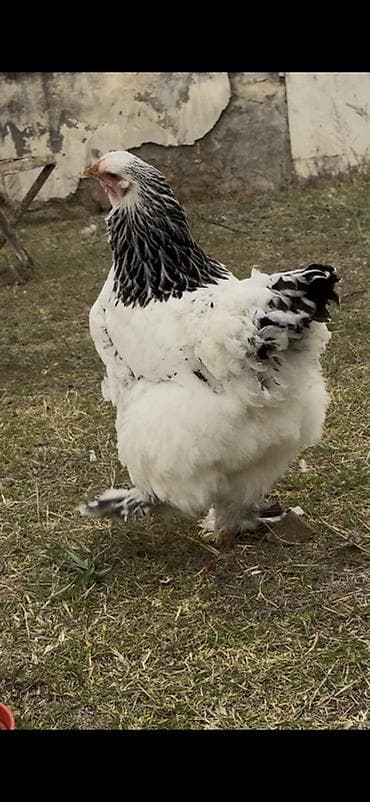 Quşlar: Toyuq, Brama, Damazlıq — 4