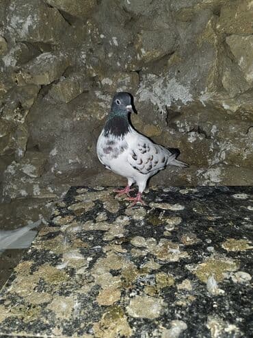 Bülbüllər: Müxtəlif rənglərdə iki göyərçin təklif olunur. Biri gənc, qəhvəyi, boz — 12