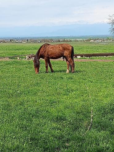 tovuz qusu balasi satilir: Qəhvəyi rəngdə yerli minik atı - Rəng: qızılı-qəhvəyi (qara yalı və — 4