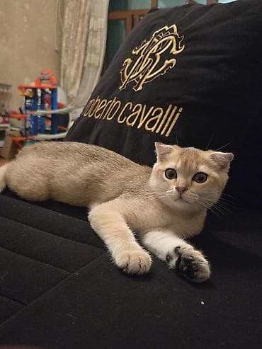 Şinşilla lalafo.az -da Şinşilla