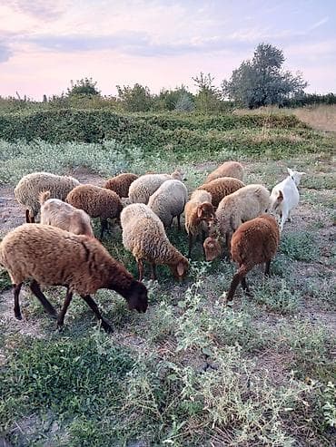 ucuz keci: 8qoyun,6quzu,1 keçi 1 çəpiş. içində cəmi birdənə yaşlı qoyun var.ona — 1
