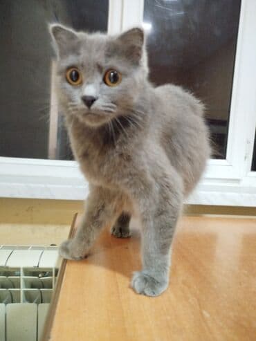 купить британская шиншилла: Шотладская вислоухая — 2