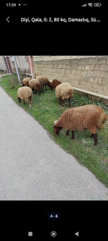 Индюшки: Самка, Qala, лет: 2, 70 кг, Для разведения, Самовывоз — 1