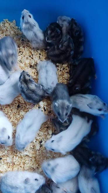 it balaca: Dwarf hamster balaları – müxtəlif rənglər - Növ: cırtdan — 10
