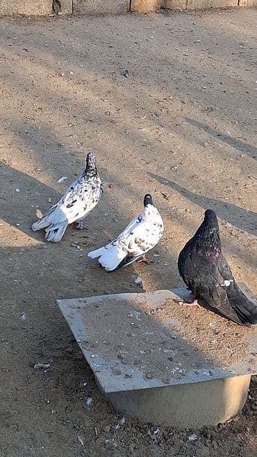 jako tutuquşunun digər adı: Göyərçinlər — 3