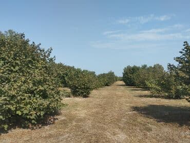 Самовары: Kənd təsərrüfatı üçün ideal, sakit bir yerdə yerləşən fındıq bağı. Bağ — 3