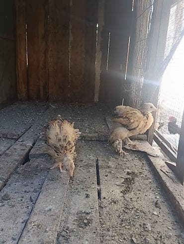 amadin quşu: Brama cücələri 20 günlükdülər qiymət birinə aiddi — 2