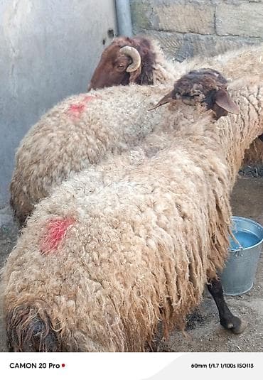 mal qoyun: 4 ədəd kök qoç kəskilik təmiz ət 15 azn klaqramı — 4