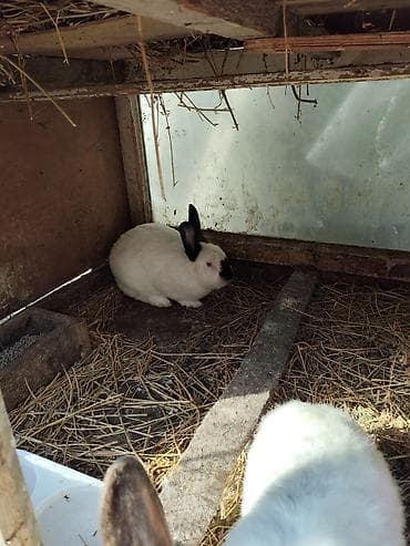 goyercin damı: Kaliforniya dovşanları - Rəng: ağ bədən, tünd (şokolad-qara) — 5