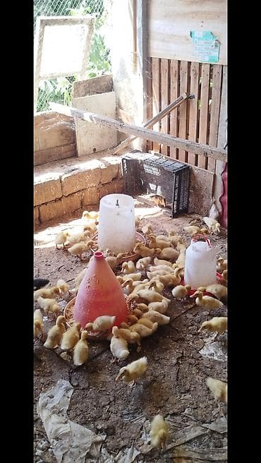 Məhsul: Ördək balaları Təsvir: - Şəkillərdə çoxsaylı sarı ördək