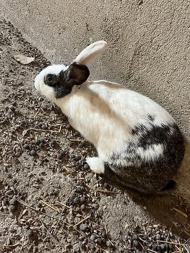 Akvariumlar: Ağ-qara rəngli ev dovşanı - Cins: qarışıq ev dovşanı - Rəng: ağ fon — 1