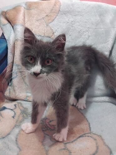 pişik balaları: Meyn-kun, Erkək, Yaxşı əllərə, Ünvandan götürmə — 6