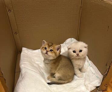 вислоухий кот цена: Şotland yastı qulaq — 7