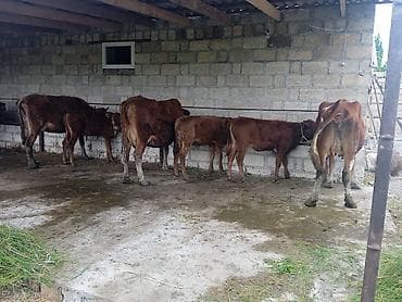 heyvan satisi: 3 baş balali ineklerdi ikisinin balasi erkek birinin dişi hemçinin — 1