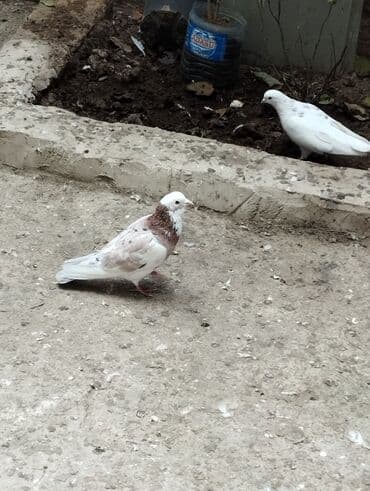 evde tisbaga saxlamaq olarmi: Məhdud sayda dekorativ göyərçinlər – Rəng çeşidi: ağ, ağ-göy naxışlı — 5