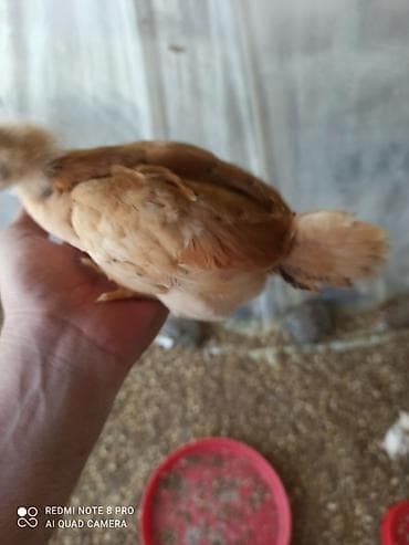 cins buzovların satışı: Toyuq cücələri, Damazlıq — 2