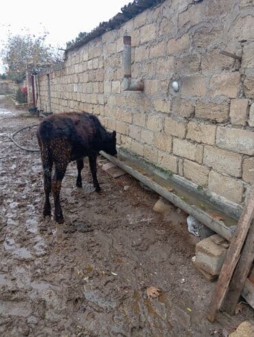 İtlər: Dişi danadi yemdə olan heyvandi bağlı şəraitdə olur — 6