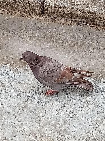 goyercin: Qab-qara-qəhvəyi rəng çaları olan ev göyərçini. Bədənində tünd — 2