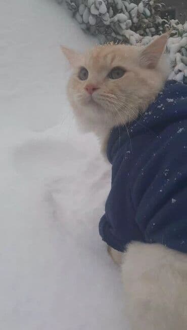 bakıda it satışı: Erkək, Yaxşı əllərə, Ünvandan götürmə, Ödənişli çatdırılma — 3