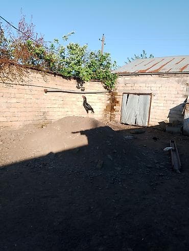 qara afcarka: Aseel tipli xoruz - Cins: Aseel (uzun boylu, əzələli quruluş, qalın — 3