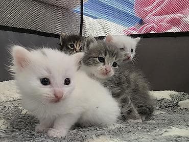 ev iti ucuz: Yaxşı əllərə, Ödənişli çatdırılma — 2