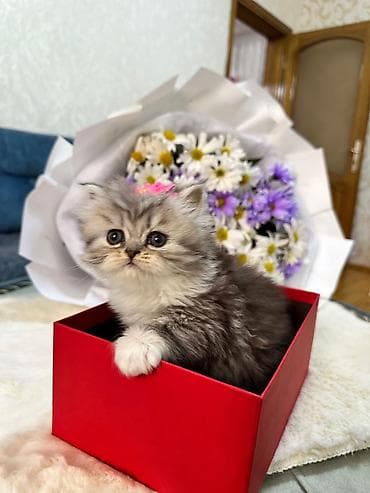 Шиншилла