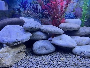 akvarium baliqlari: Akvaryum üçün dekorativ çay daşları dəsti texmini el içi boyda — 2