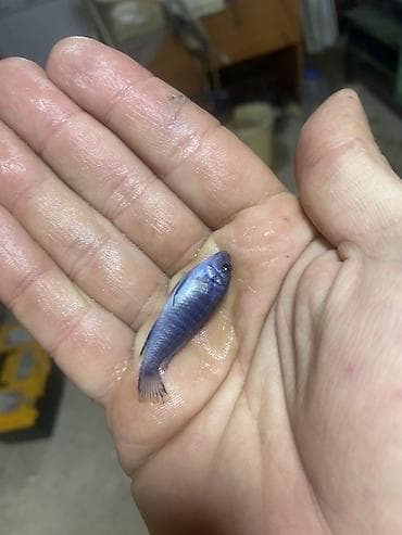 koker spaniel satilir: Cixlid balığı, Yırtıcı — 2