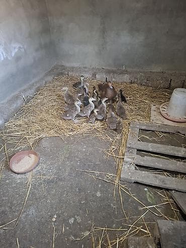 Məhsul: Ördək balaları (analı sürü) Təsvir: qirmizi ökuz ve zumrud 7m