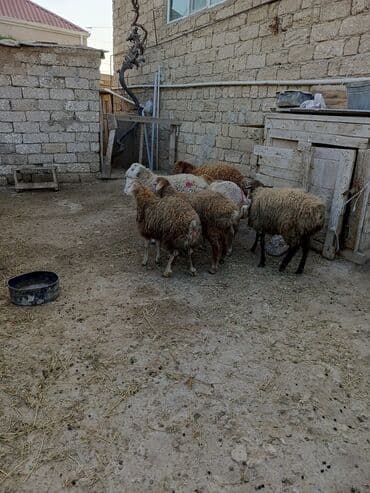 nişan şəkilləri: Erkək, il: 7, 29 kq, Ətlik — 7