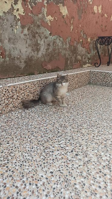 lalafo pisik: Uzun tüklü, boz-ağ rəng çalarda, yaşıl gözlü ev pişiyi. Yumşaq, sıx — 1