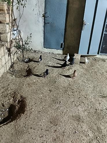 Quşlar: 7 dənə qiymət 150 manat — 4