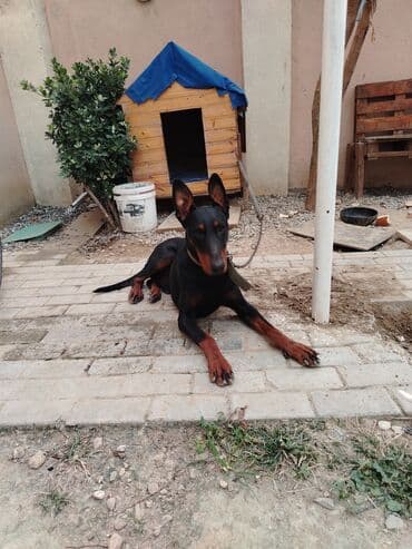 шпиц цена в баку: Доберман, 1 год, Самец, С прививками, Самовывоз — 5