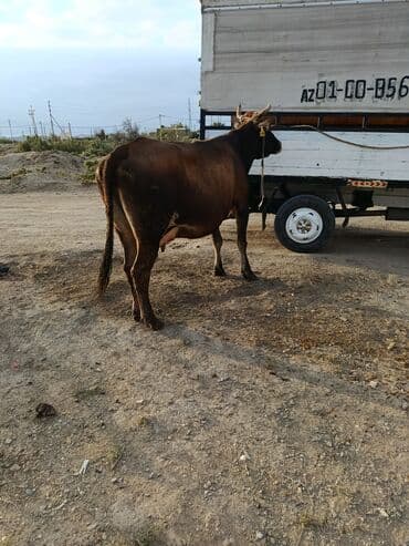 cins ineklerin satisi 2019: Dişi, il: 5, 400 kq, Ətlik, Ünvandan götürmə, Ödənişli çatdırılma — 4