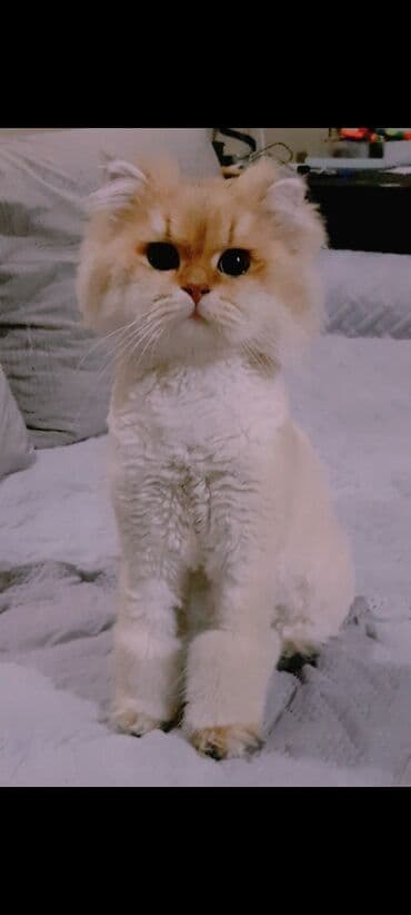 erkey quzular: Qızıl şinşilla, Erkək, Cütləşmə üçün, Pulsuz çatdırılma — 1