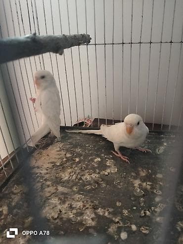 qu qusu: Te tek 12m 3 aylig quşlardi her bir şey yeyiler tam saglam deyişmek — 9