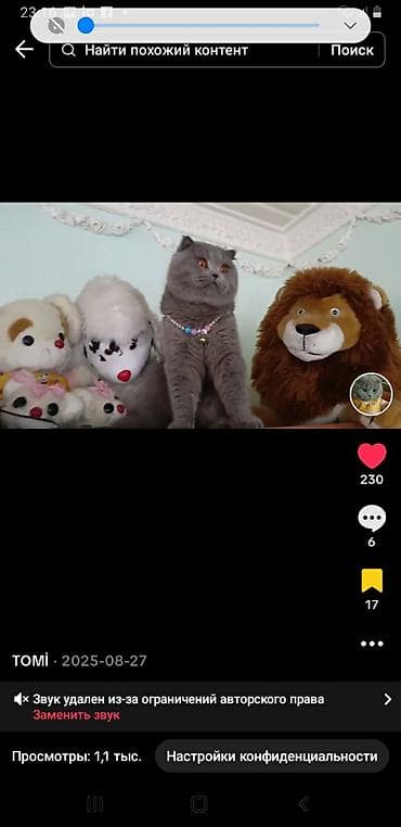 pişim: Britan yastı qulaq, Erkək, Cütləşmə üçün — 4