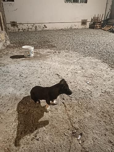 ən gözəl it adları: 4 ay, Erkek, Ünvandan götürmə — 5