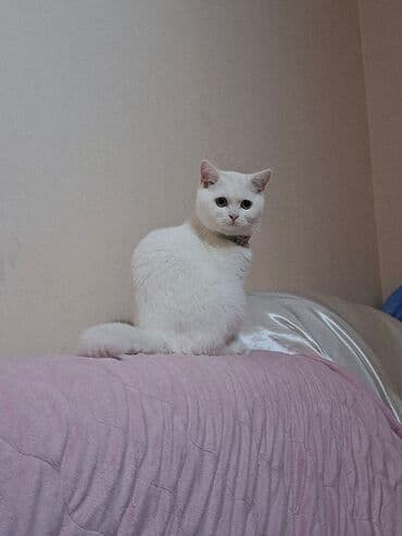 Pişiklər: Şinşilla, Erkək, Yaxşı əllərə, Ünvandan götürmə — 2