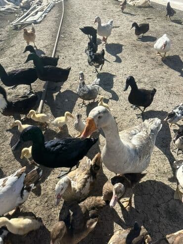 kuban ördek: Salam Aleykum Satılır Ördək Qaz Ördək Cücəsi Toyoq 36 Ədəd Lal Ördək — 29