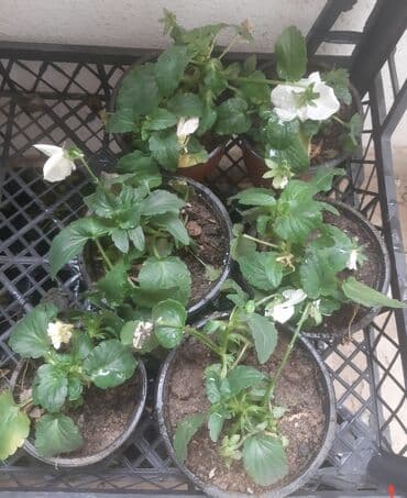 комнатные растения баку: Çöl bitkiləri — 1