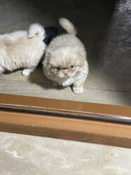 ıt satısı: Pekines — 3