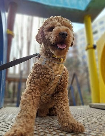 zvanok itləri: 1 il, Erkek, Sənədli — 6