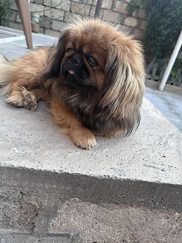 Pekines, 2 il, Erkek