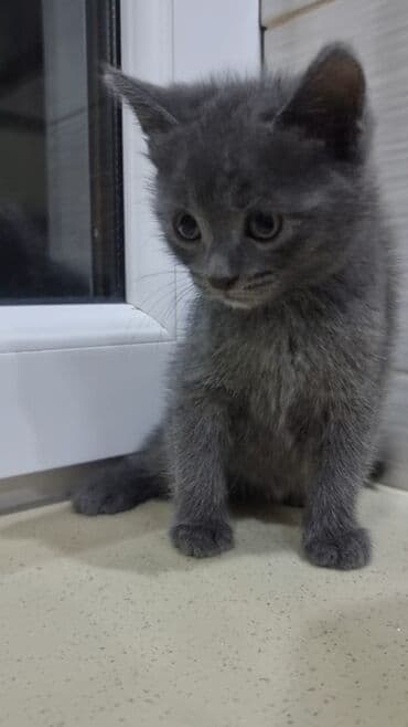 pişik şekileri: Şotland, Erkək, Ünvandan götürmə, Ödənişli çatdırılma — 3