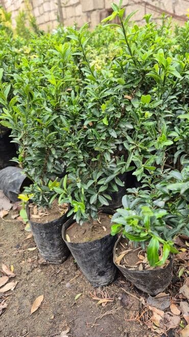 helba bitkisi faydaları: Qızıl güllər dipçək gülləri həmişə yaşıl kolları zəhmət olmasa — 10