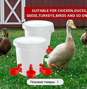 Yem qabı, Su üçün, Quşlar üçün, Ünvandan götürmə, Ödənişli çatdırılma, Rayonlara çatdırılma lalafo.az -da Yem qabı, Su üçün, Quşlar üçün, Ünvandan götürmə, Ödənişli çatdırılma, Rayonlara çatdırılma