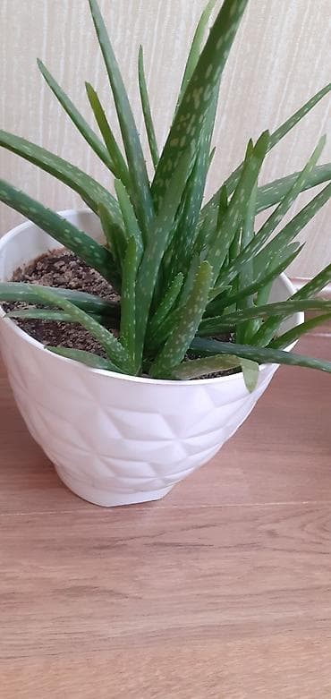 abs plastik: Aloe Vera – otaq bitkisi - Növ: Aloe vera (sukkulent) - Qab — 1