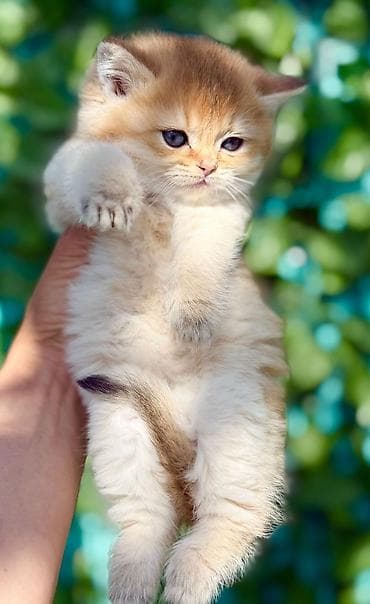 Pişiklər: Britan — 4