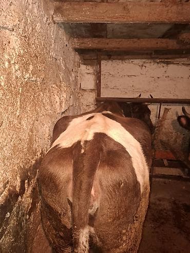 mal heyvan satisi: Simental ag kipriy iney boqazdi razilawma var — 1